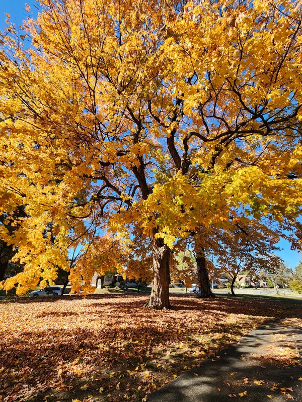 Fall in Carondelet Park