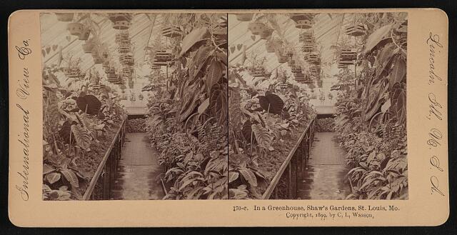 In a Greenhouse, Shaw's Gardens, St. Louis, Mo.