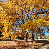 fall colors at the park.jpg