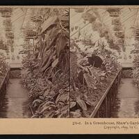 In a greenhouse, Shaw's gardens, St. Louis, Mo.
