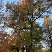 IMG_2779.jpg